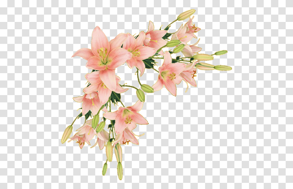 Flower Border Clipart, Plant, Blossom, Amaryllis, Gladiolus Transparent Png