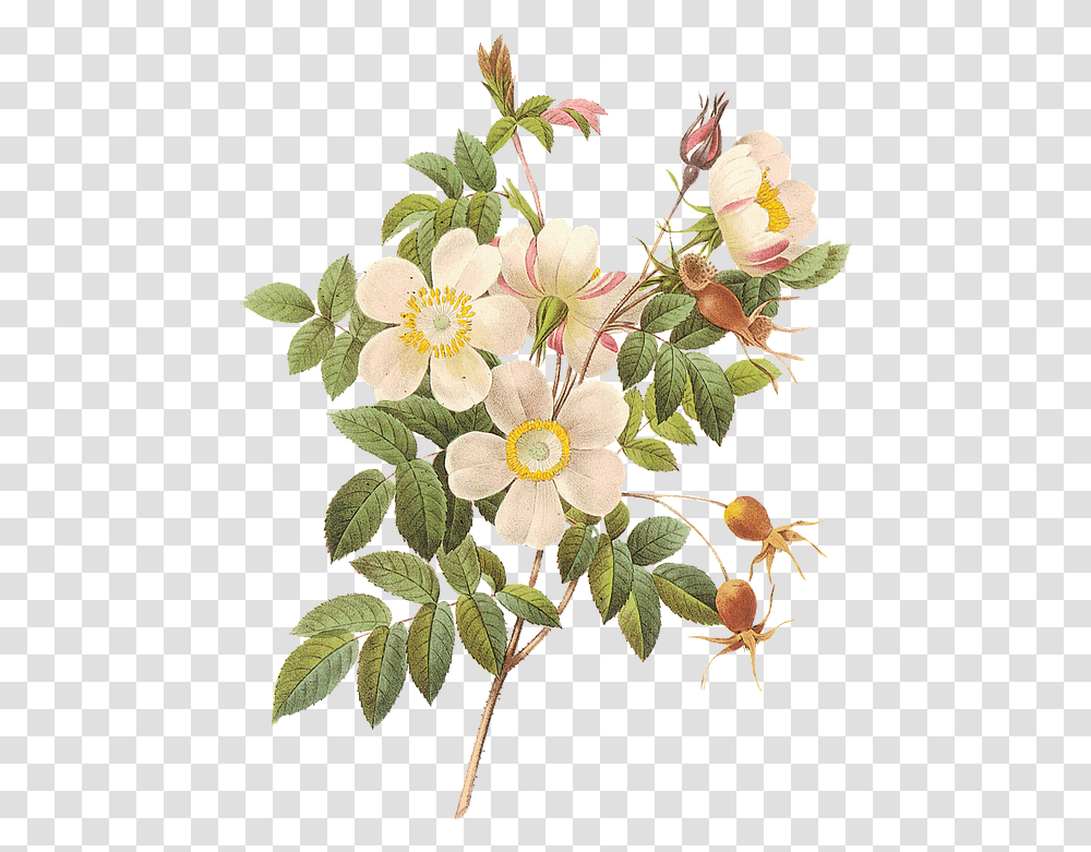 Flower Botanica Botanical Garden Aesthetic Flower Sticker, Plant, Floral Design, Pattern, Graphics Transparent Png