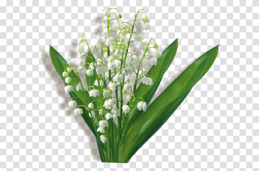 Flower Bouquet Clip Art Lily Of The Valley Gif Hoa C Nn Trng, Plant, Blossom, Flower Arrangement, Amaryllidaceae Transparent Png