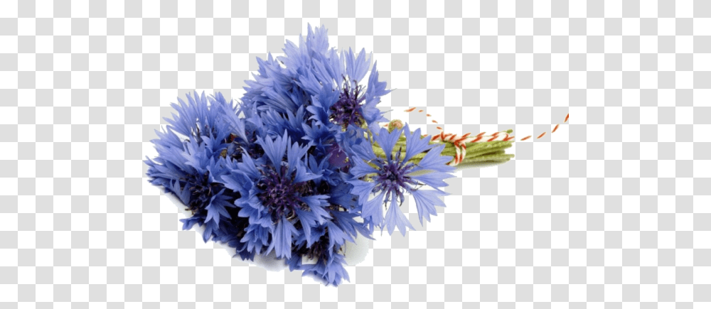 Flower Bouquet Cornflower Blue For Valentines Day Flowers, Plant, Aster, Anther, Petal Transparent Png