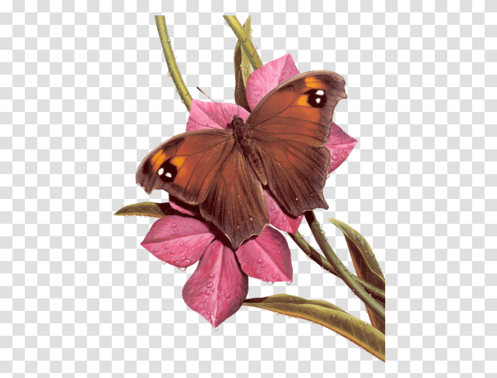 Flower Bouquet, Plant, Blossom, Insect, Invertebrate Transparent Png