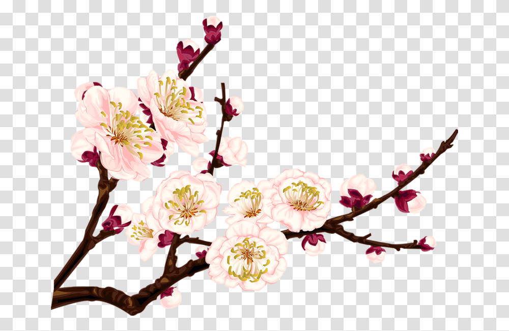 Flower Branch Plum Flower, Plant, Cherry Blossom Transparent Png