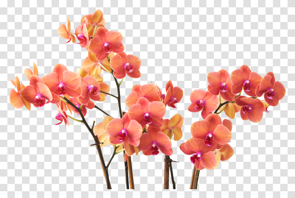 Flower Branch Small Flowers Branch, Plant, Blossom, Orchid, Flower Arrangement Transparent Png