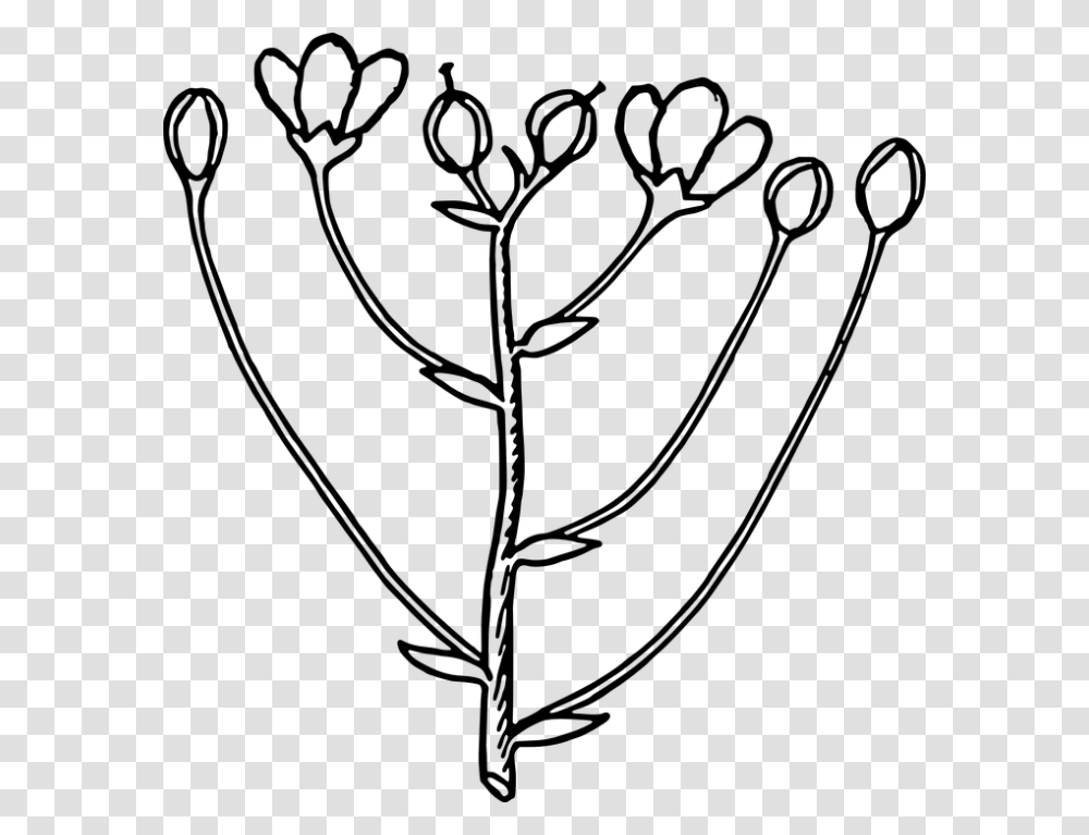 Flower Bud Black And White Bud, Gray, World Of Warcraft Transparent Png