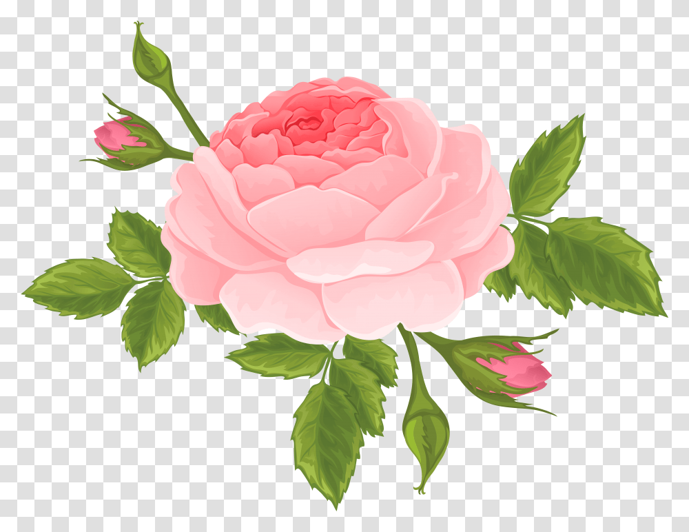 Flower Bud, Plant, Blossom, Peony, Rose Transparent Png