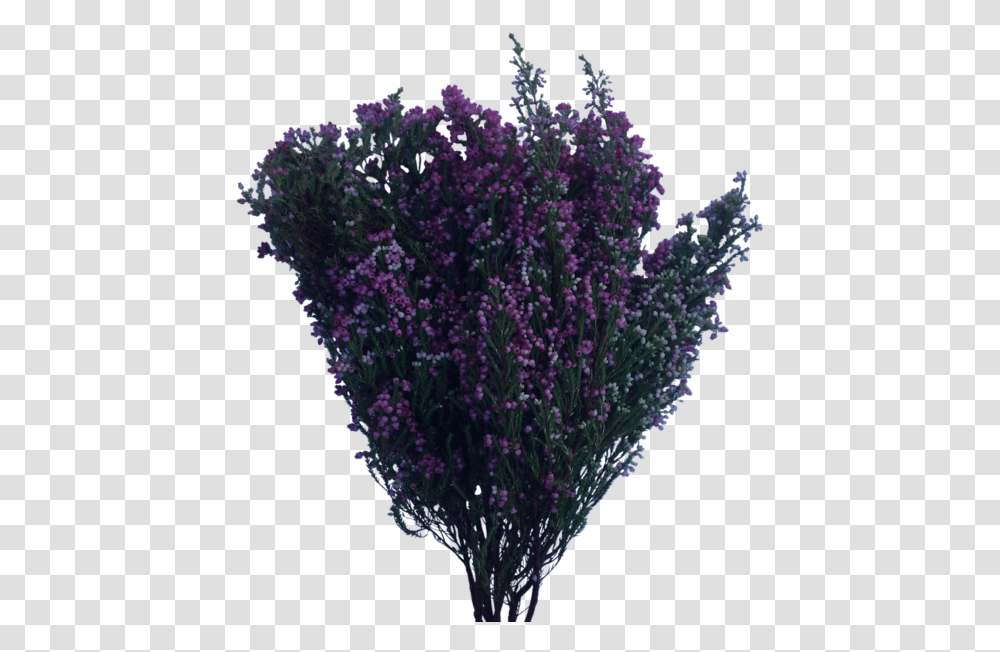 Flower Bush Flowers Bush, Purple, Plant, Pattern, Fractal Transparent Png