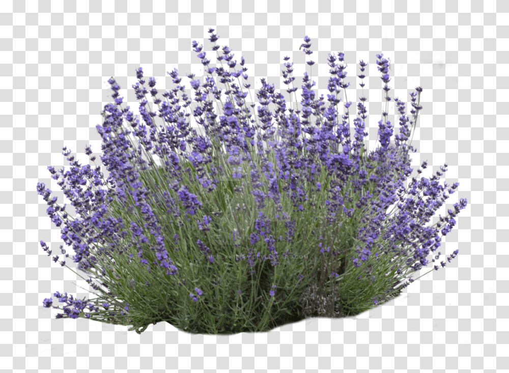 Flower Bush Picture Lavender Bush, Plant, Blossom, Vase, Jar Transparent Png
