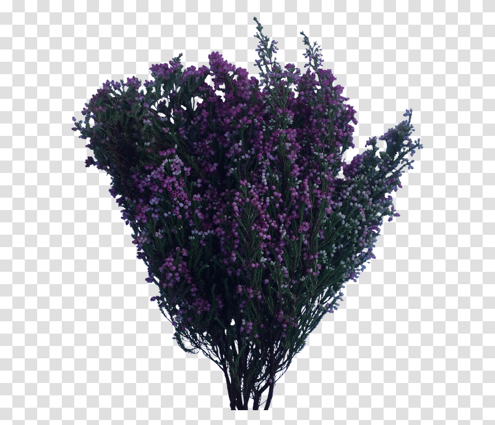 Flower Bush Portable Network Graphics, Plant, Purple, Lavender, Blossom Transparent Png