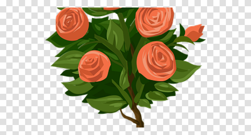Flower Bush Rosebush Clipart, Plant, Blossom, Floral Design Transparent Png