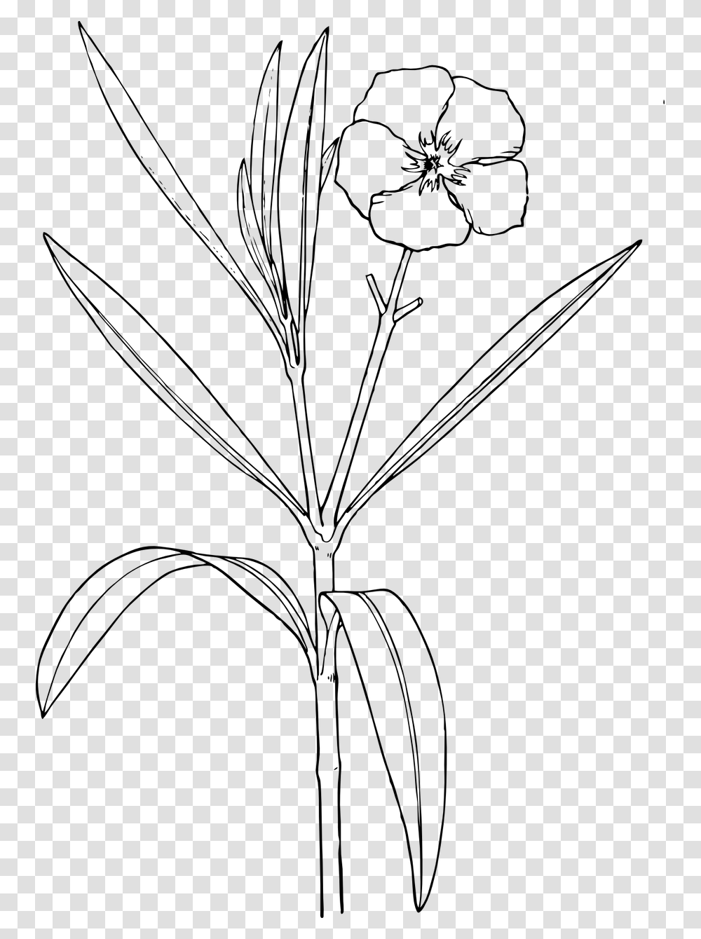 Flower Bushes Nature Drawing A Flower, Gray, World Of Warcraft Transparent Png