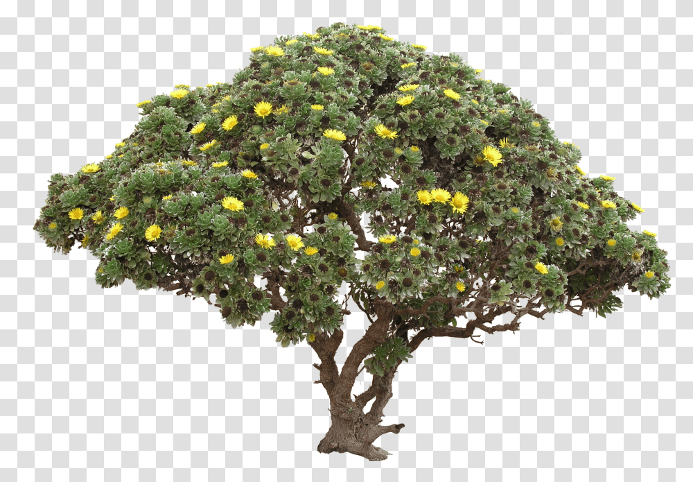 Flower Bushes Picture Background Tree Transparent Png