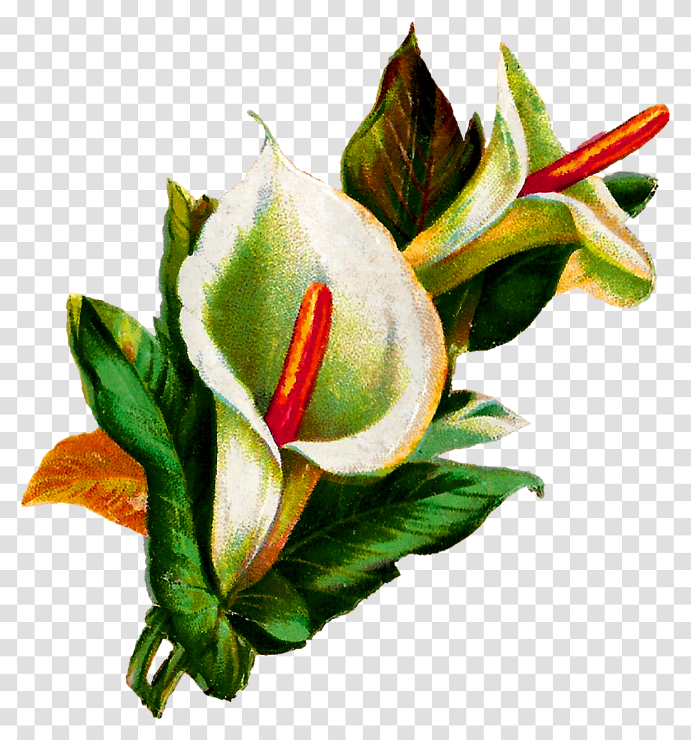 Flower Calla Lily Digital Clipart Download Botanical Clipart Bunga Lily, Plant, Blossom, Anthurium, Photography Transparent Png