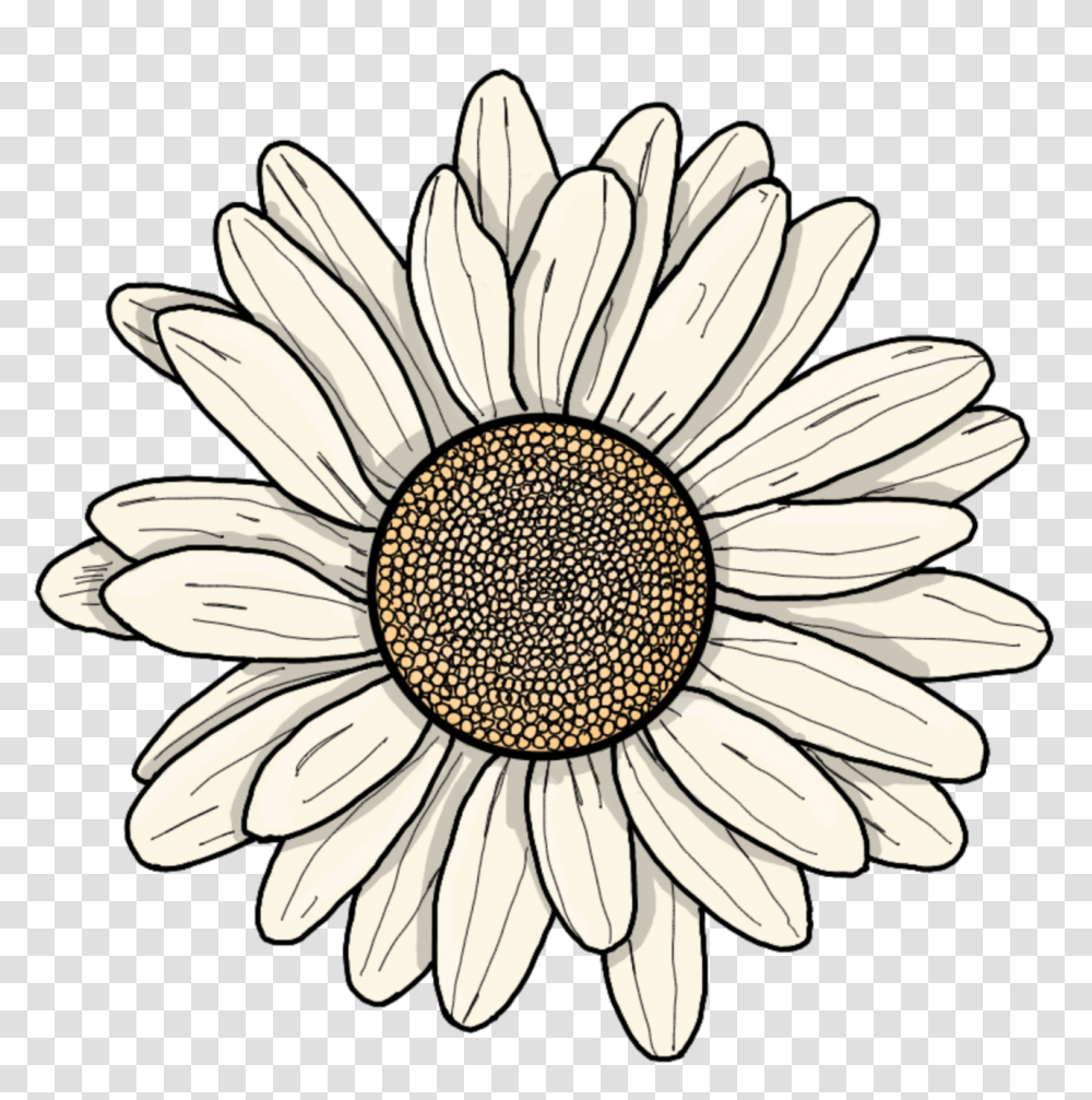 Flower Cartoon Flower Cartoon, Plant, Blossom, Daisy, Daisies Transparent Png