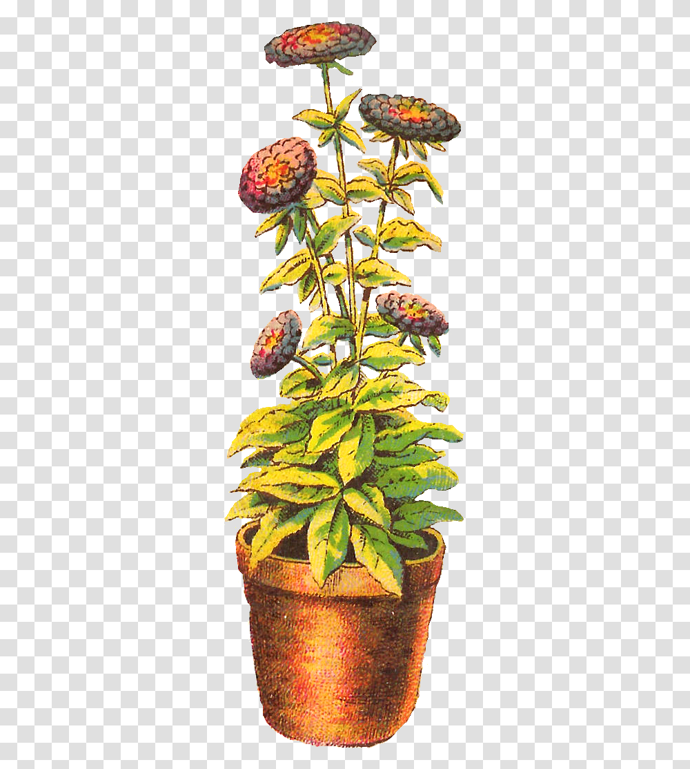 Flower Chrysanthemum Download Clip Art Flower Pot Drawing, Pineapple, Plant, Food, Leaf Transparent Png