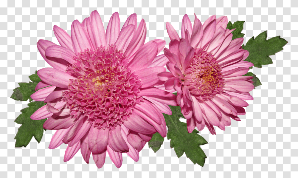 Flower Chrysanthemum Pink Bloom Flora Hrizantema, Plant, Dahlia, Blossom, Daisy Transparent Png