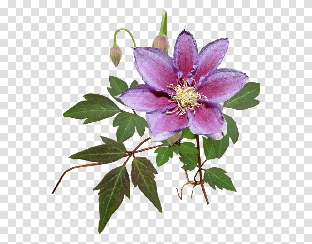 Flower Clematis Creeper Garden Nature Cut Out Windflower, Plant, Blossom, Acanthaceae, Pollen Transparent Png