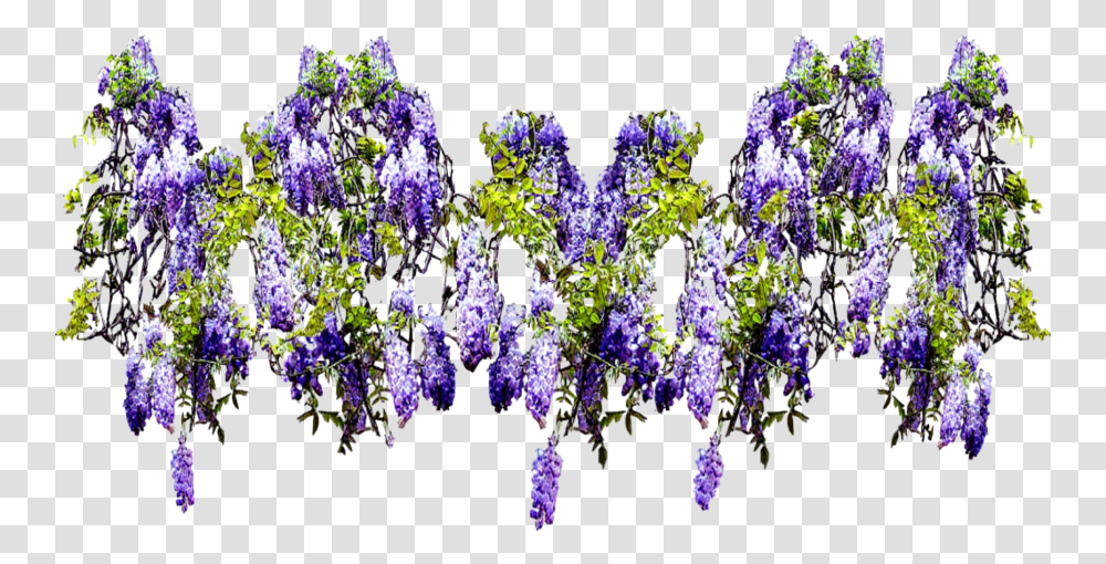 Flower Climbing Wide Wisteria, Plant, Blossom, Purple, Lupin Transparent Png