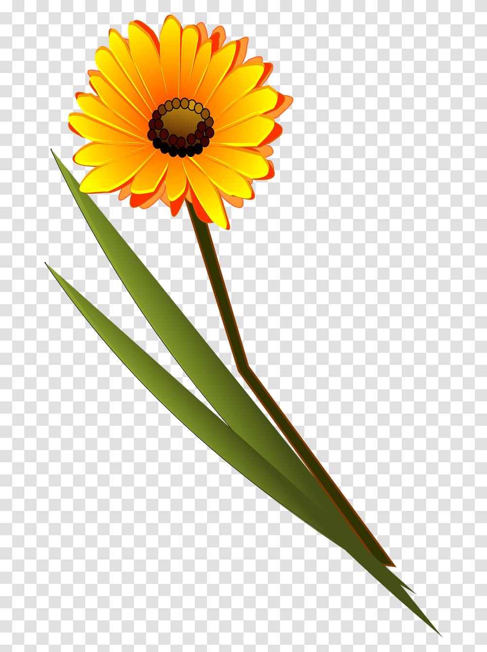 Flower Clip Art, Plant, Blossom, Daisy, Daisies Transparent Png