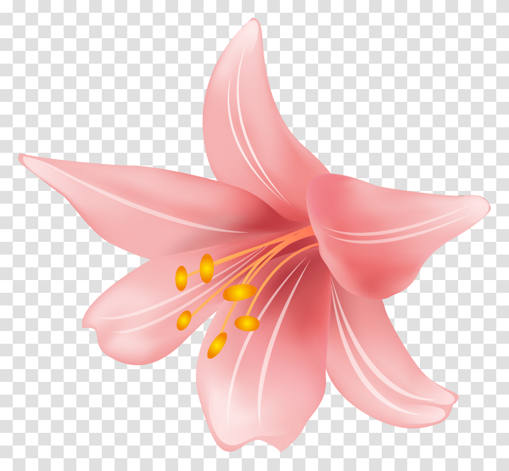 Flower Clip Art, Plant, Lily, Blossom Transparent Png