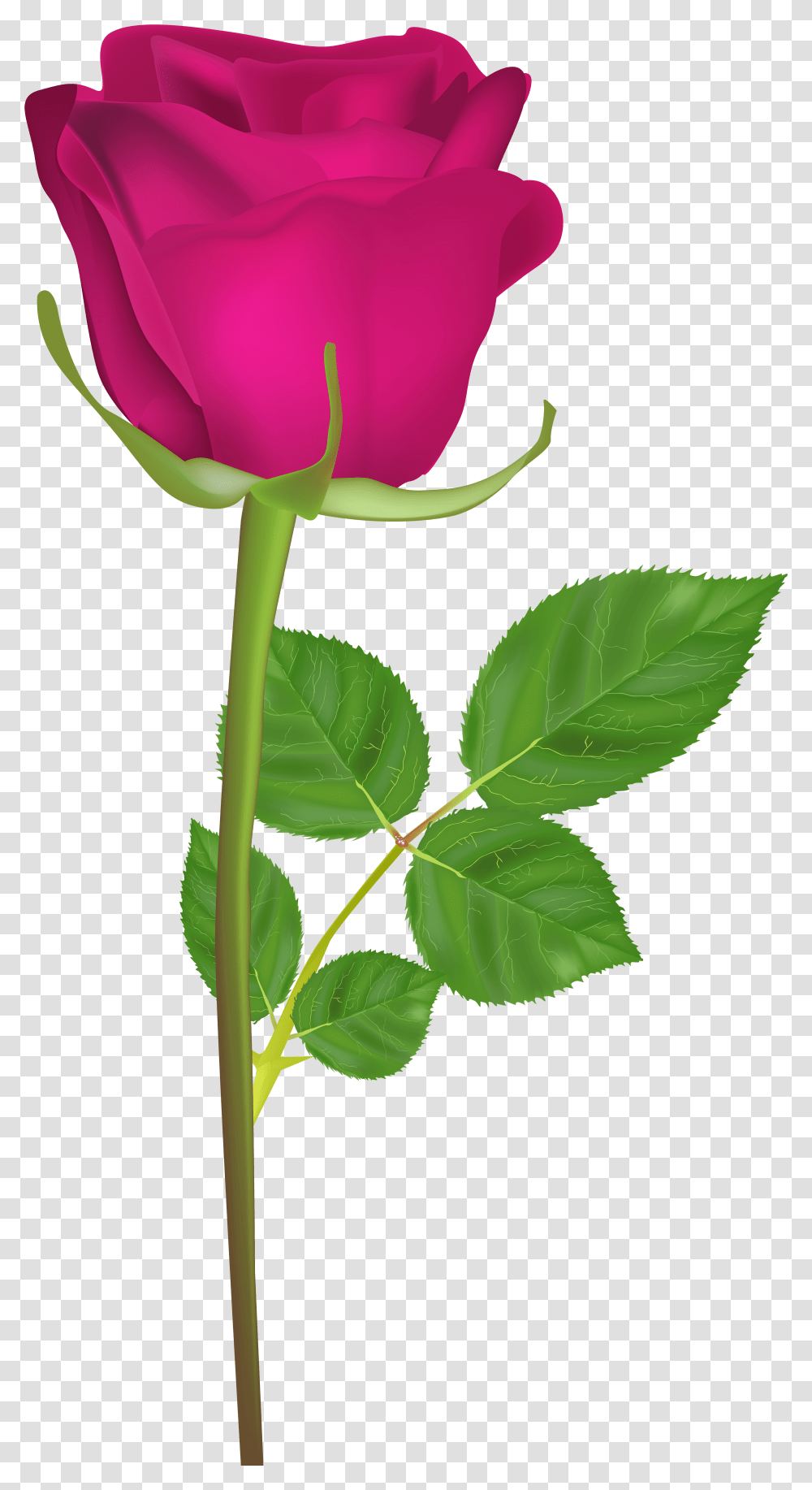 Flower Clip Art Royalty Free With Stem Hd Gulab Ka Phool Transparent Png
