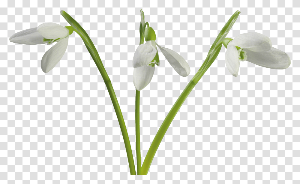 Flower Clip Art Snowdrop Drawing, Plant, Blossom, Amaryllidaceae, Daffodil Transparent Png