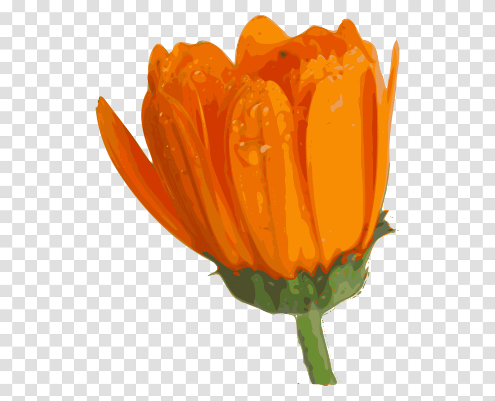 Flower Clip Art Vector Clip Art Online Flower Blooming Gif, Plant, Petal, Vegetable, Food Transparent Png