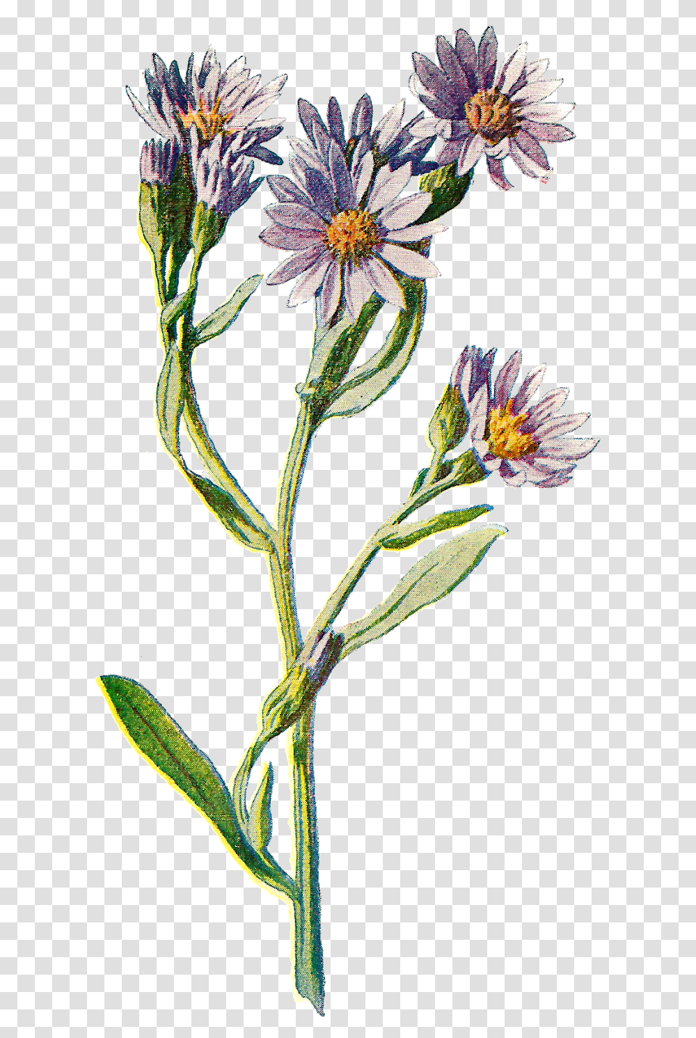 Flower Clip Art Wildflower Illustration Digital Download, Plant, Acanthaceae, Petal, Daisy Transparent Png