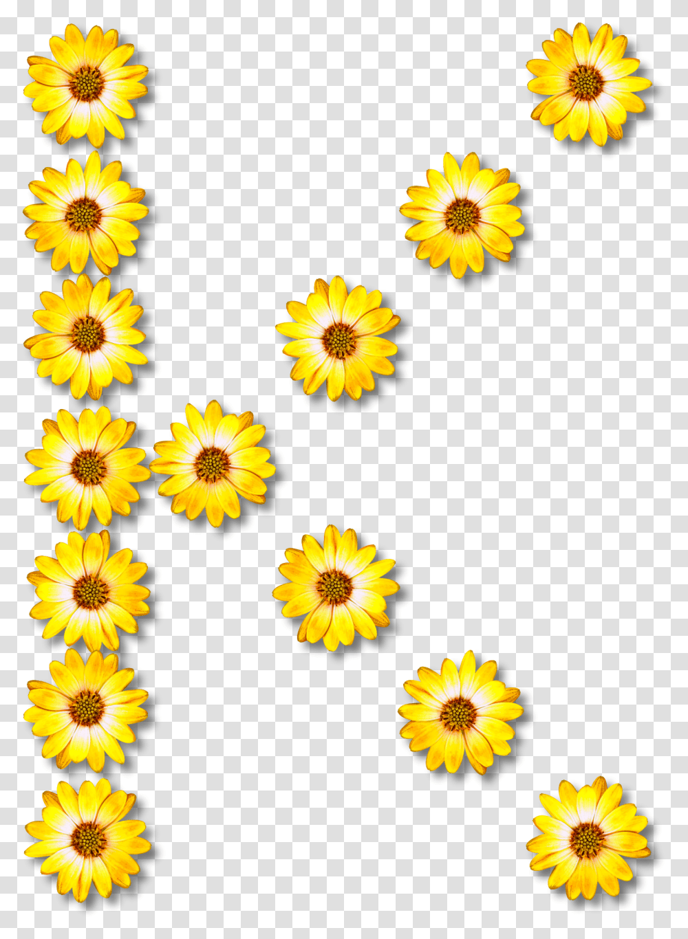 Flower Clipart Alphabet K, Plant, Petal, Asteraceae, Daisy Transparent Png