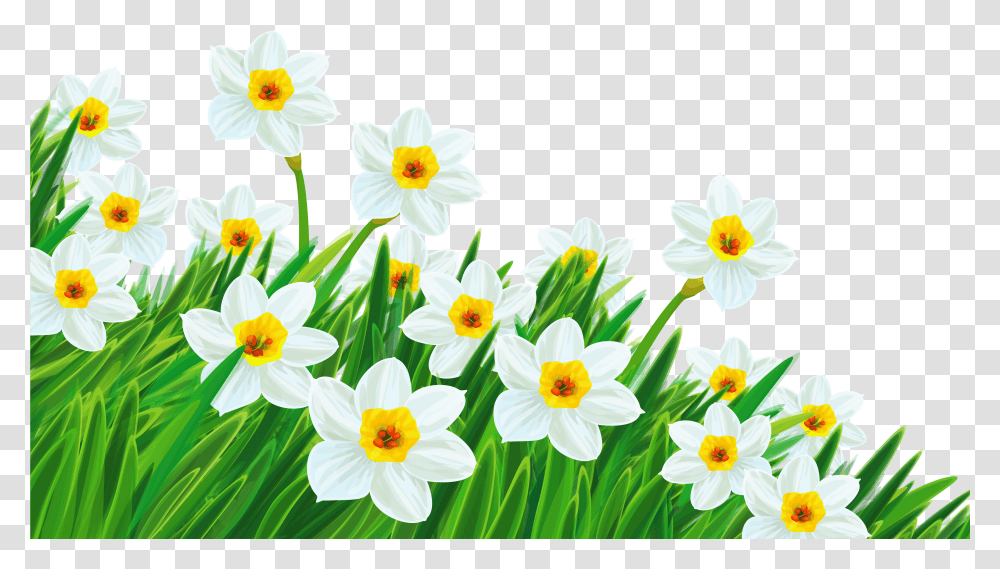 Flower Clipart Background Clipart Of Flowers, Plant, Blossom, Daffodil Transparent Png