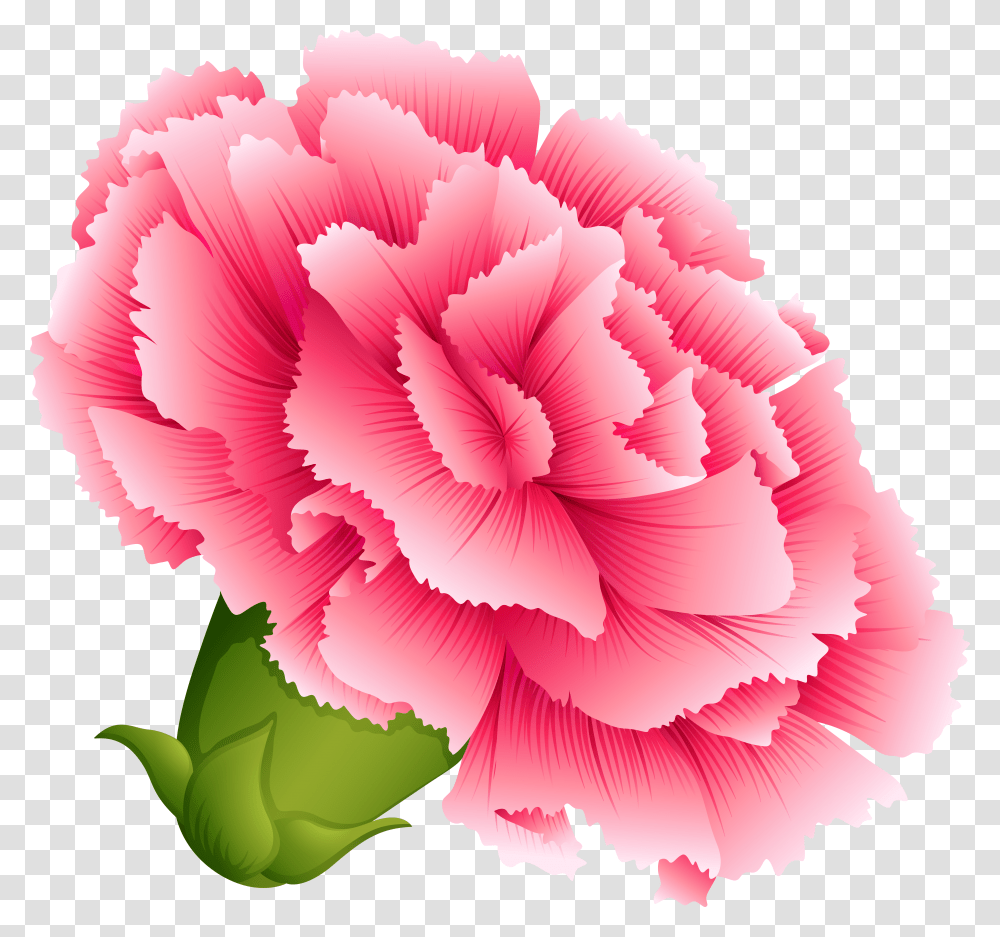 Flower Clipart Carnation Clipart Transparent Png