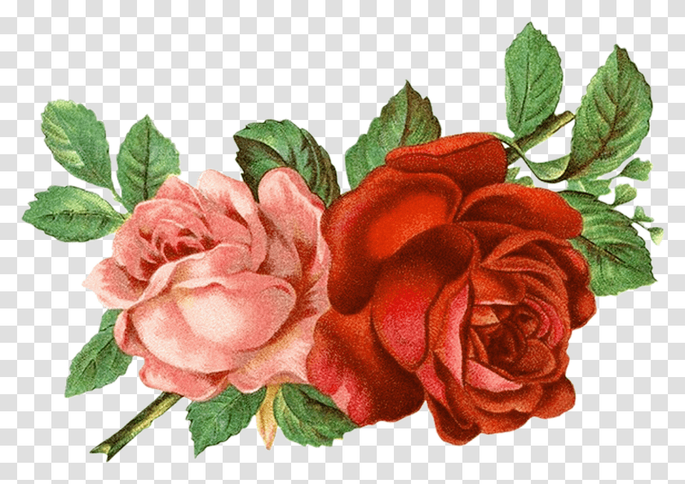 Flower Clipart Floral Roses Vintage Roses, Plant, Blossom, Geranium, Leaf Transparent Png
