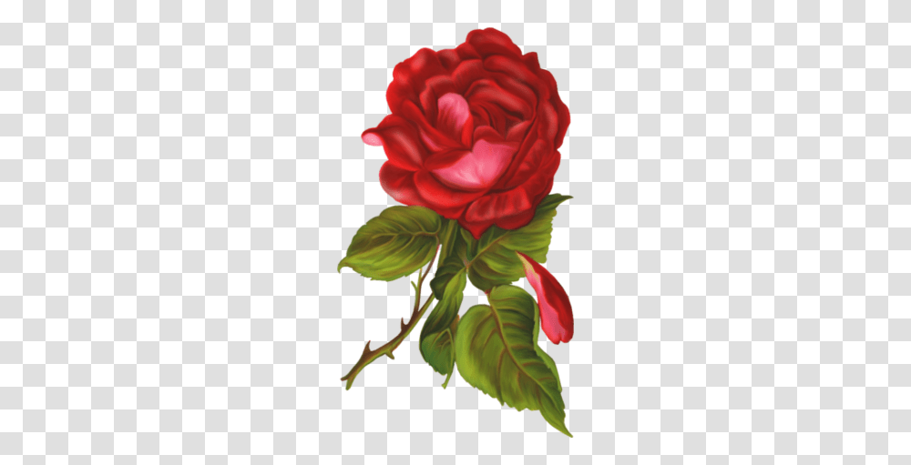 Flower Clipart Garden Roses Cabbage Rose Love Download, Plant, Blossom, Geranium, Carnation Transparent Png