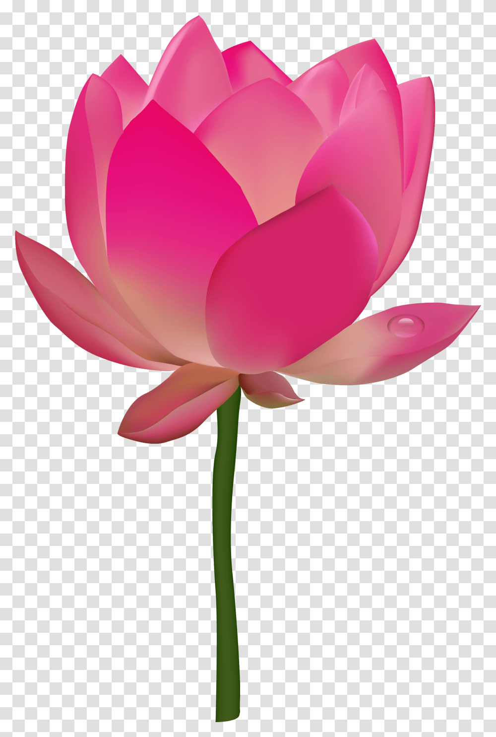 Flower Clipart Image Of Lotus, Plant, Blossom, Petal, Pond Lily Transparent Png