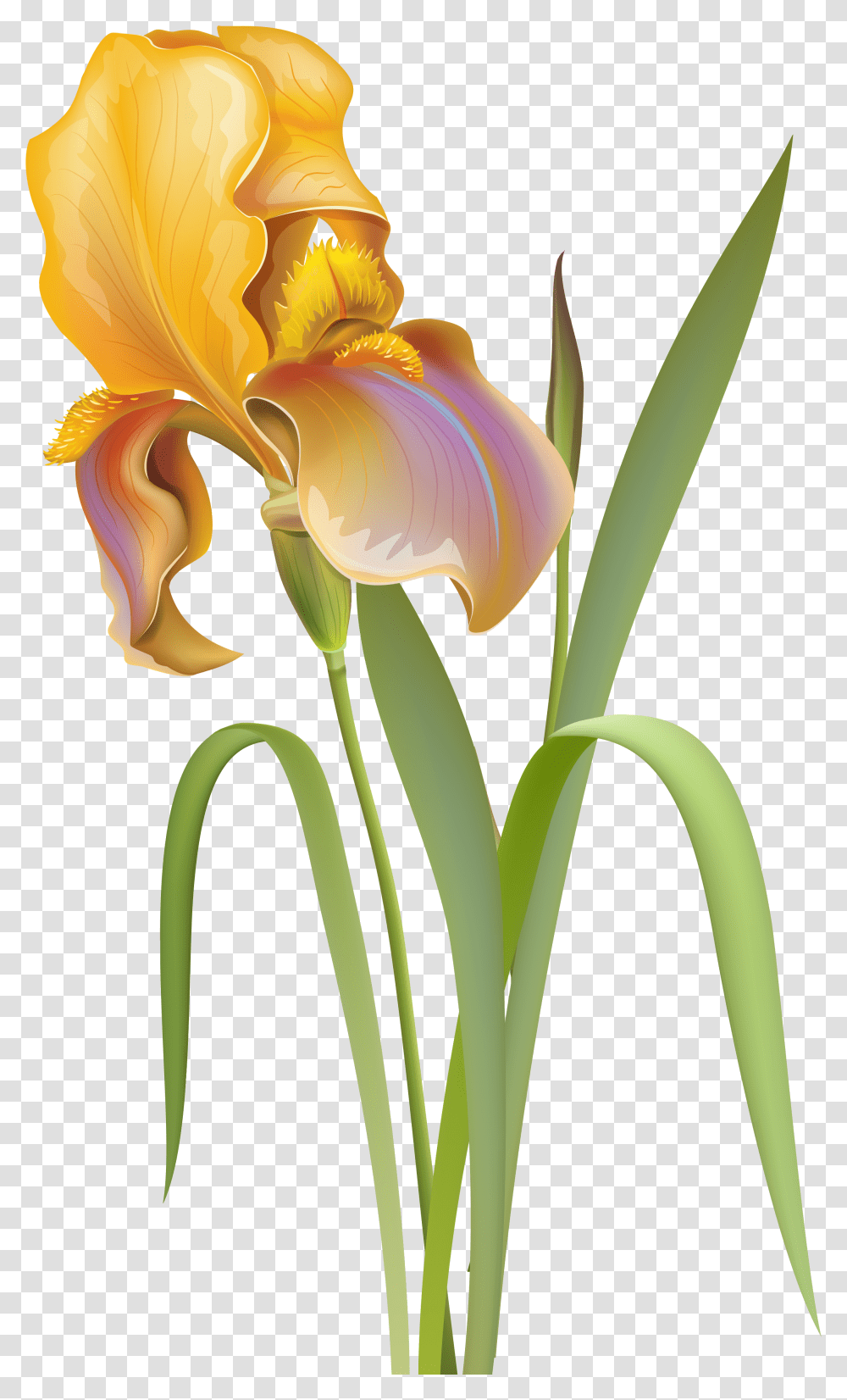 Flower Clipart Iris Flower Clip Art, Plant, Blossom, Petal, Lily Transparent Png