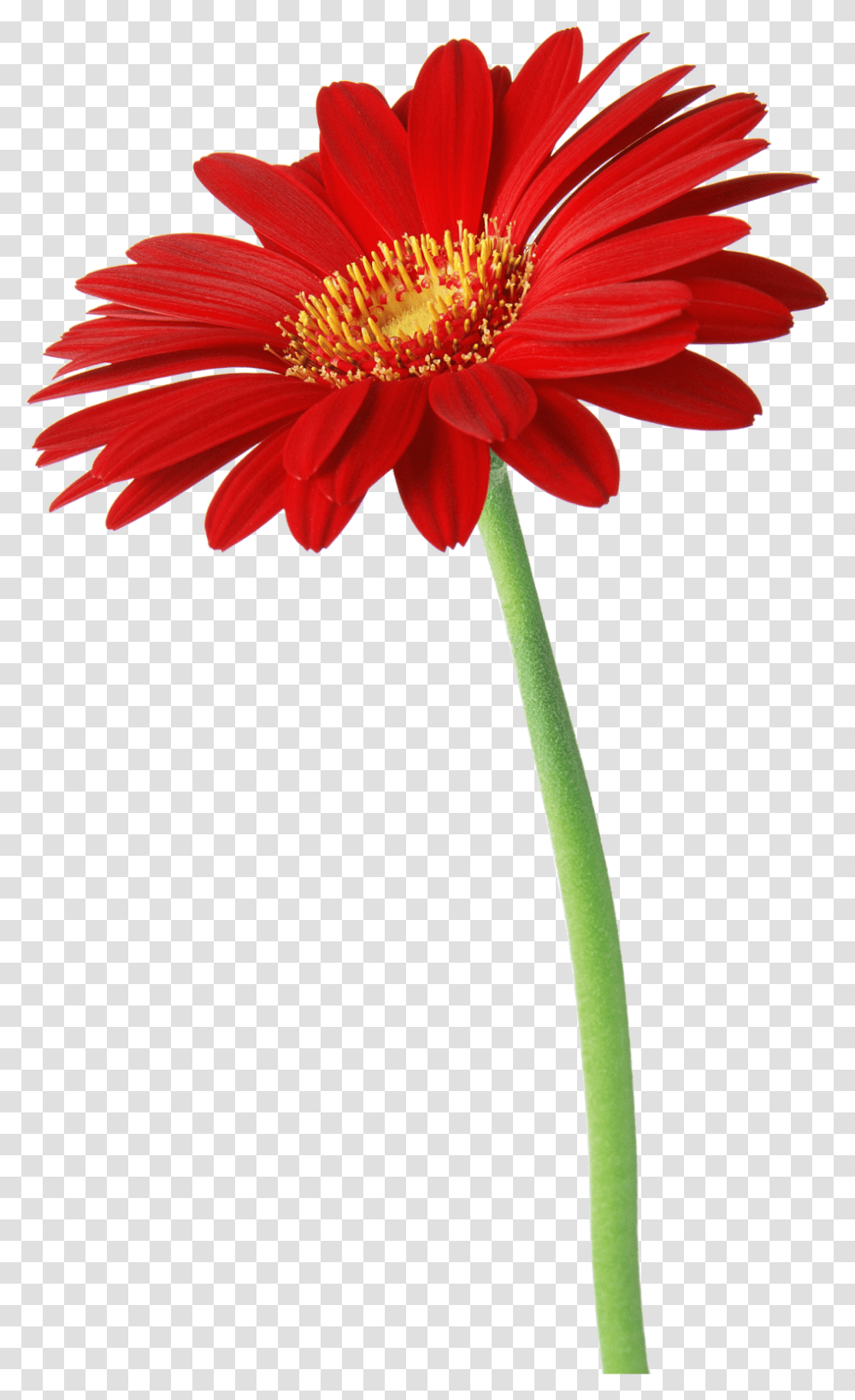 Flower Clipart Natural Shrubs Free Leaves Image Red Daisy, Plant, Daisies, Blossom, Pollen Transparent Png