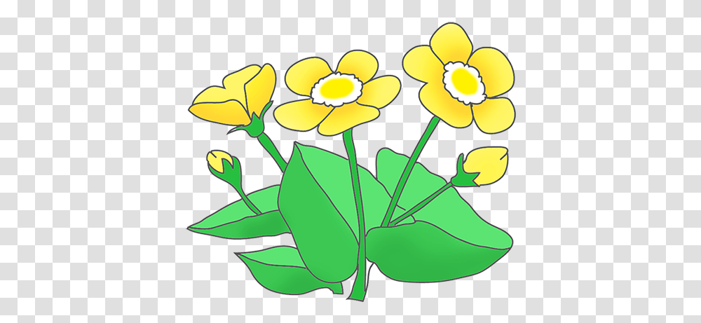 Flower Clipart, Plant, Blossom, Daffodil, Daisy Transparent Png