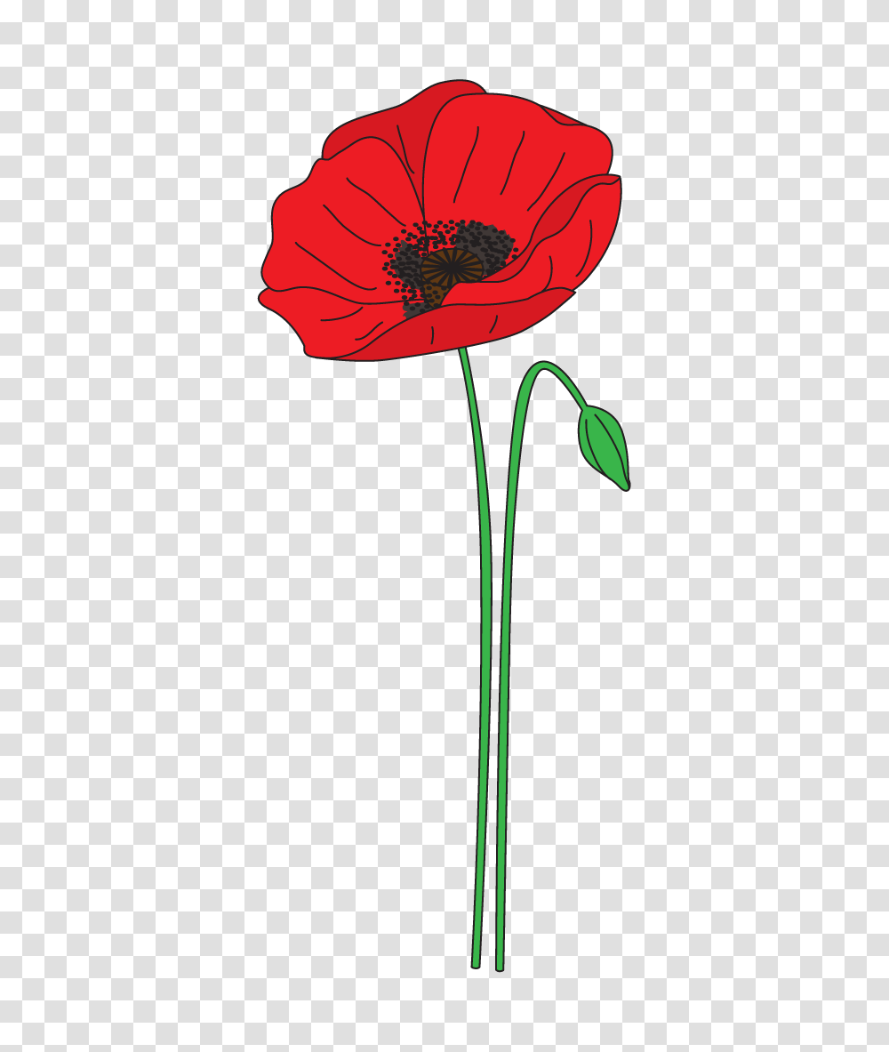 Flower Clipart Remembrance Day Poppy Anzac, Plant, Blossom, Petal, Anther Transparent Png