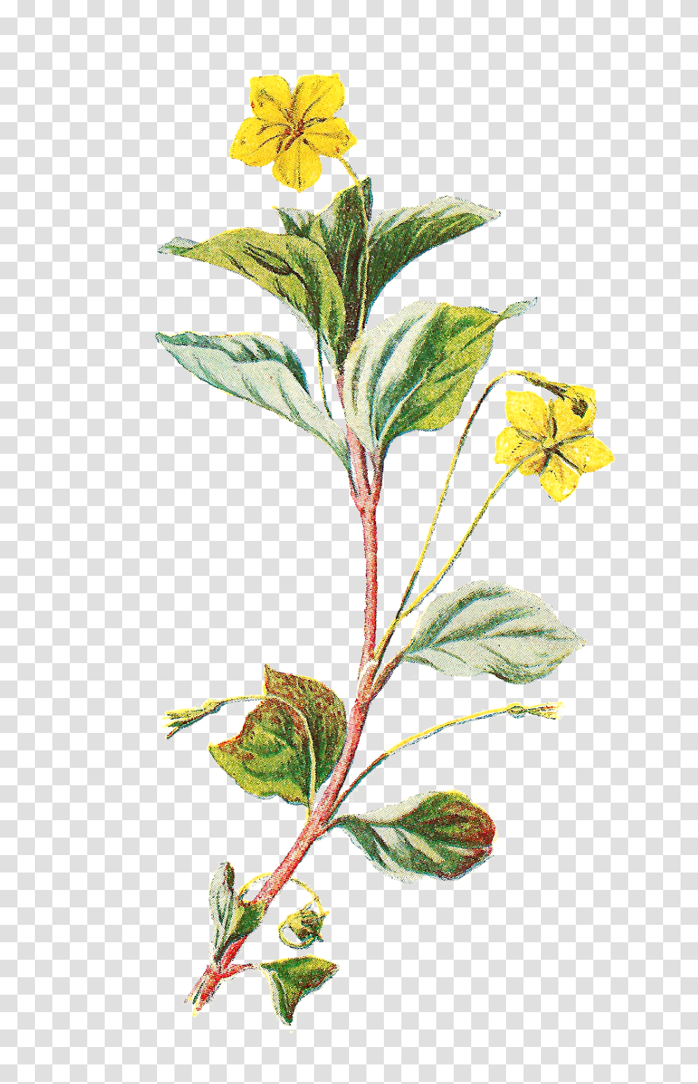 Flower Clipart Wild, Plant, Leaf, Acanthaceae, Petal Transparent Png