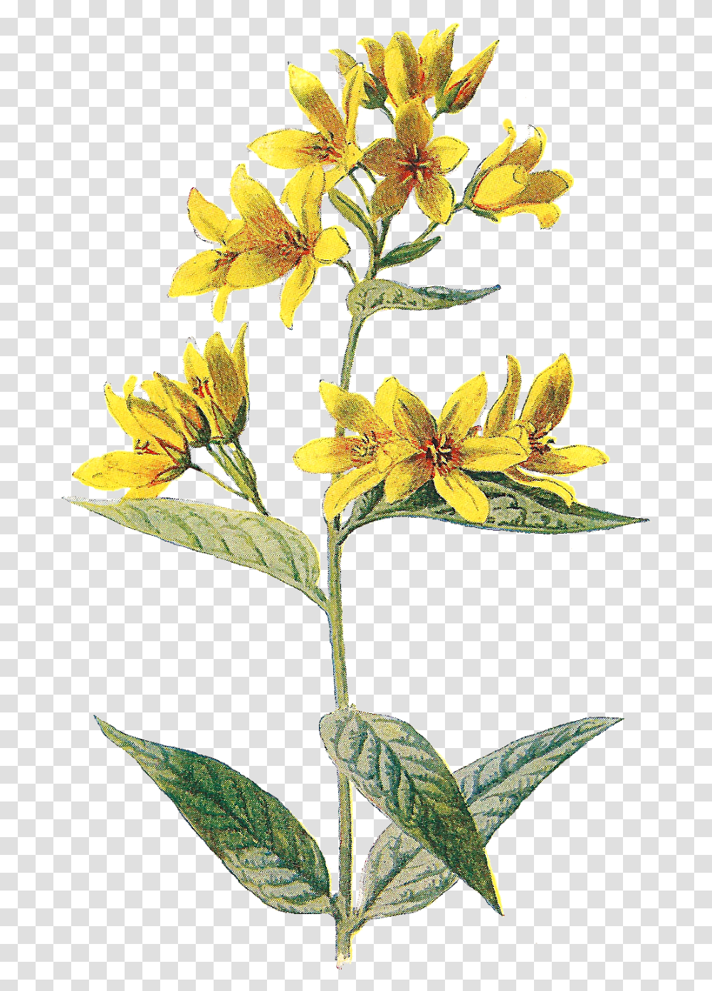 Flower Clipart Yellow Pressed Flowers, Plant, Lily, Blossom, Acanthaceae Transparent Png