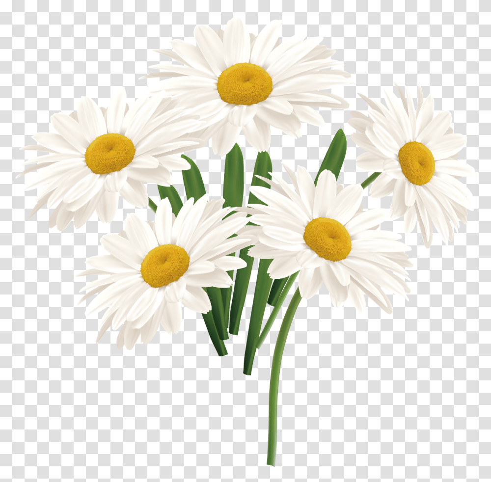 Flower Common Daisy Portable Network Graphics, Plant, Daisies, Blossom Transparent Png