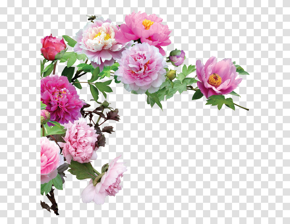 Flower Corner, Plant, Peony, Blossom, Carnation Transparent Png