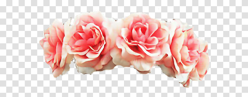 Flower Crown Background, Plant, Blossom, Rose, Carnation Transparent Png