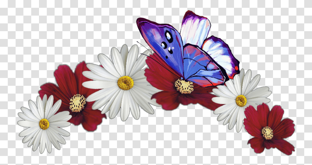 Flower Crown Butterfly Red White Jhyuri Marguerite Daisy, Plant, Daisies, Blossom, Anther Transparent Png