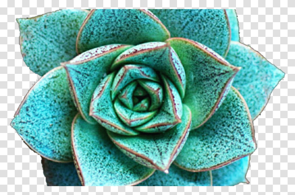 Flower Crown Clip Art Tumblr, Plant, Spiral, Pattern, Photography Transparent Png