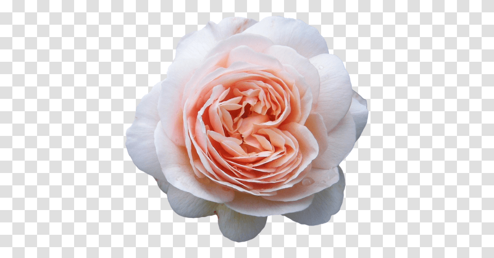 Flower Crown Cut Out Flores Ms Caras Del Mundo, Rose, Plant, Blossom, Petal Transparent Png