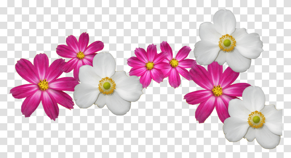 Flower Crown Flower Wallpaper Images, Plant, Petal, Blossom, Geranium Transparent Png