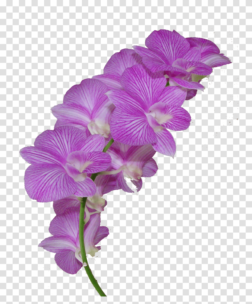 Flower Crown New 138 Purple Orchid On Background, Geranium, Plant, Blossom, Iris Transparent Png