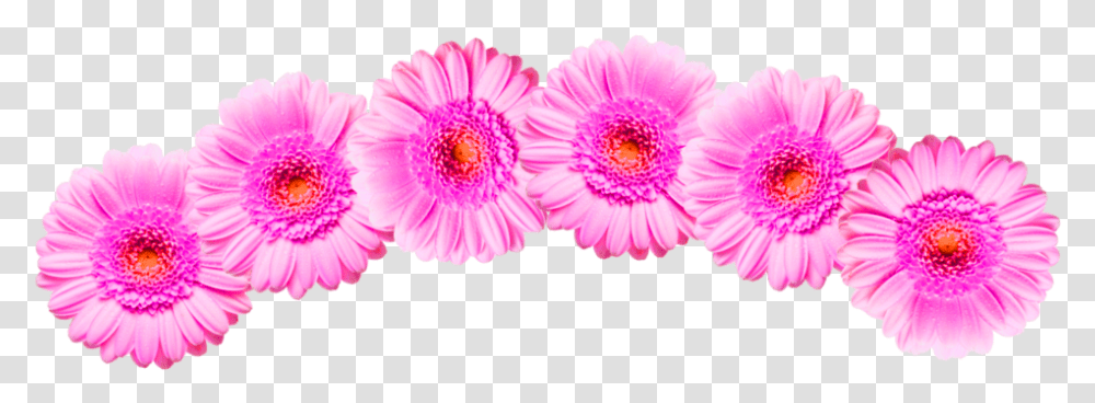 Flower Crown Pink Barberton Daisy, Plant, Dahlia, Blossom, Petal Transparent Png