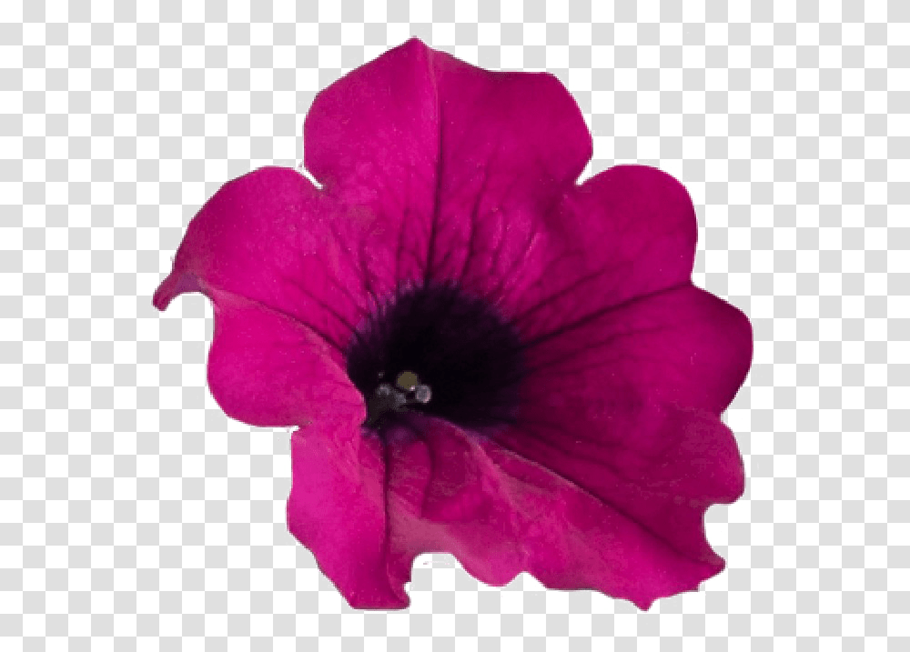 Flower Crown Purple Petunia, Geranium, Plant, Blossom, Petal Transparent Png