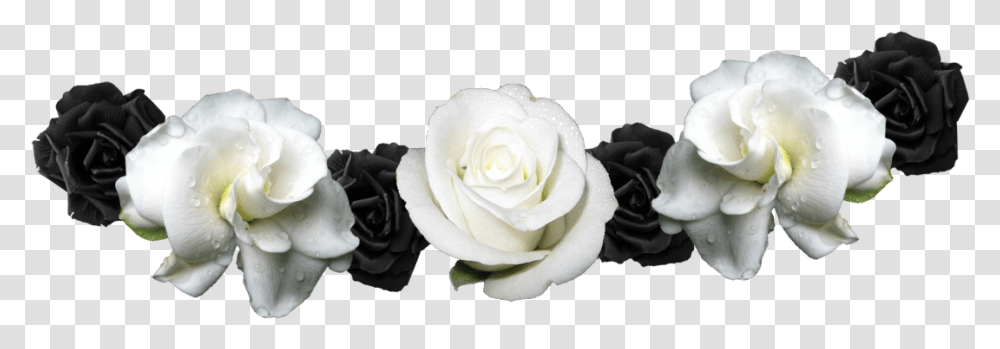 Flower Crown, Rose, Plant, Blossom, Petal Transparent Png